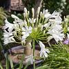 Agapanthus afr. 'Albus' Pot 9 cm