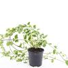 Vinca major 'Variegata' Pot 1,5 liter