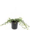 Vinca minor Pot 1,5 liter