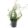 Vinca minor Pot 1,5 liter