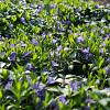 Vinca minor Pot 1,5 liter