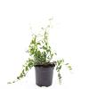 Vinca minor Pot 1,5 liter