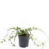 Vinca minor Pot 1,5 liter