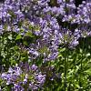Agapanthus 'Blue Umbrella' Pot 9 cm