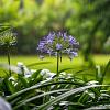 Agapanthus 'Peter Pan' Pot 9 cm