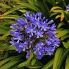 Agapanthus 'Tornado' Pot 9 cm