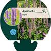 Agastache rugosa Pot 9 cm