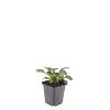 Ajuga reptans 'Catlin's Giant' Pot 9 cm
