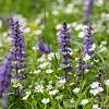 Ajuga reptans 'Catlin's Giant' Pot 9 cm
