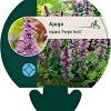 Ajuga reptans 'Purple Torch' Pot 9 cm