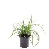 Carex morrowii 'Irish Green' Pot 1,5 liter