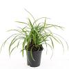 Carex morrowii 'Irish Green' Pot 1,5 liter