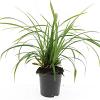 Carex morrowii 'Irish Green' Pot 1,5 liter
