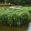 Carex morrowii 'Irish Green' Pot 1,5 liter
