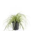 Carex oshim. 'Evergold' Pot 1,5 liter