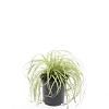 Carex oshim. 'Evergold' Pot 1,5 liter