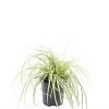 Carex oshim. 'Evergold' Pot 1,5 liter
