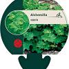 Alchemilla epipsila Pot 9 cm