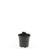 Geranium Rozanne Pot 1,5 liter
