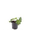 Geranium Rozanne Pot 1,5 liter