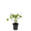 Geranium Rozanne Pot 1,5 liter