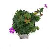 Geranium sang. 'Max Frei' Pot 2 Liter