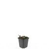Geranium 'Tiny Monster' Pot 9 cm