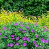 Geranium 'Tiny Monster' Pot 9 cm