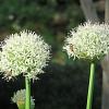 Allium nigrum Pot 9 cm