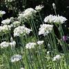Allium tuberosum Pot 9 cm