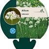 Allium tuberosum Pot 9 cm