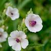 Althaea officinalis Pot 9 cm
