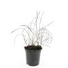 Imperata cylindrica 'Red Baron' Pot 1,5 liter