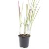 Imperata cylindrica 'Red Baron' Pot 1,5 liter