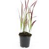 Imperata cylindrica 'Red Baron' Pot 1,5 liter