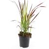 Imperata cylindrica 'Red Baron' Pot 1,5 liter