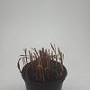 Imperata cylindrica 'Red Baron' Pot 1,5 liter