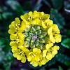 Alyssum montanum 'Berggold' Pot 9 cm