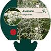 Anaphalis margaritacea Pot 9 cm