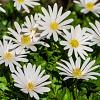 Anemone blanda 'White Splendour' Pot 9 cm