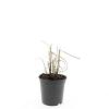 Miscanthus sin. 'Kleine Silbersp.' Pot 1,5 liter