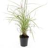 Miscanthus sin. 'Kleine Silbersp.' Pot 1,5 liter