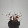 Miscanthus sin. 'Kleine Silbersp.' Pot 1,5 liter