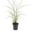 Miscanthus sin. 'Kleine Silbersp.' Pot 1,5 liter