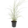 Miscanthus sin. 'Red Chief' Pot 1,5 liter