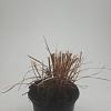 Miscanthus sin. 'Red Chief' Pot 1,5 liter