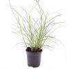 Miscanthus sin. 'Red Chief' Pot 1,5 liter