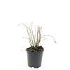 Miscanthus sin. 'Red Chief' Pot 1,5 liter