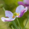 Anemone Dainty Swan Pot 9 cm
