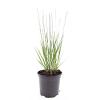 Molinia caerulea 'Heidebraut' Pot 1,5 liter